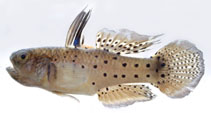 To FishBase images (<i>Stigmatogobius sadanundio</i>, Thailand, by Vidthayanon, C.)