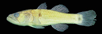 To FishBase images (<i>Stigmatogobius sella</i>, Brunei Darsm, by Larson, H.K.)