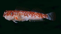 To FishBase images (<i>Stanulus seychellensis</i>, Marshall Is., by Randall, J.E.)