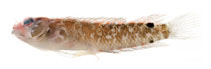 To FishBase images (<i>Starksia springeri</i>, , by C.C. Baldwin et al.)