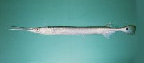 To FishBase images (<i>Strongylura strongylura</i>, India, by Randall, J.E.)
