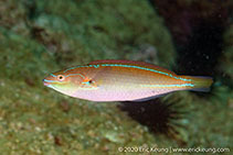 To FishBase images (<i>Stethojulis terina</i>, Hong Kong, by Eric Keung@114°E Hong Kong Reef Fish Survey)