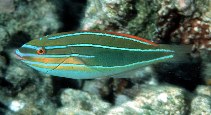 To FishBase images (<i>Stethojulis trilineata</i>, Maldives, by Randall, J.E.)
