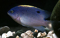 To FishBase images (<i>Stegastes trindadensis</i>, Brazil, by Gasparini, J.L.)