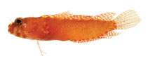 To FishBase images (<i>Starksia williamsi</i>, Neth Antilles, by Williams, J.T.)