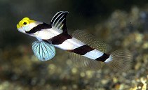 To FishBase images (<i>Stonogobiops xanthorhinica</i>, Indonesia, by Petrinos, C.)