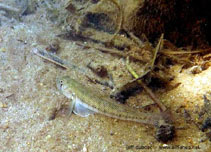 To FishBase images (<i>Stenogobius yateiensis</i>, New Caledonia, by Dubosc, J.)
