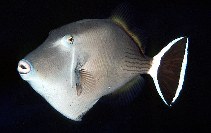 To FishBase images (<i>Sufflamen albicaudatus</i>, by Randall, J.E.)