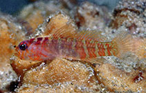 To FishBase images (<i>Sueviota atrinasa</i>, Indonesia, by Allen, G.R.)