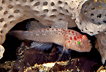 To FishBase images (<i>Sueviota bryozophila</i>, Indonesia, by DeLoach, N.)