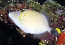 To FishBase images (<i>Sufflamen bursa</i>, Papua New Guinea, by Patzner, R.)