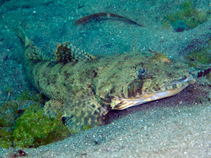 To FishBase images (<i>Sunagocia carbunculus</i>, Indonesia, by Ryanskiy, A.)
