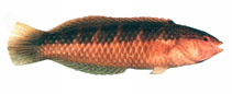 Image of Suezichthys cyanolaemus (Bluethroat rainbow wrasse)