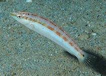 To FishBase images (<i>Suezichthys devisi</i>, New Caledonia, by Bajol, R.)