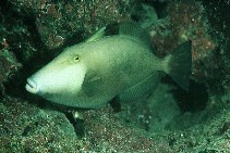 To FishBase images (<i>Sufflamen fraenatus</i>, Hawaii, by Randall, J.E.)