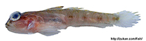 To FishBase images (<i>Suruga fundicola</i>, Korea (South), by Shiina, M.)