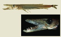 To FishBase images (<i>Sudis hyalina</i>, Italy, by Costa, F.)