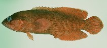 To FishBase images (<i>Suttonia lineata</i>, Hawaii, by Randall, J.E.)