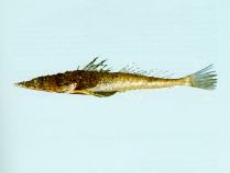 To FishBase images (<i>Suggrundus macracanthus</i>, Australia, by CSIRO)