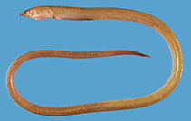 Image of Suculentophichthus nasus (Red Sea flappy snake eel)