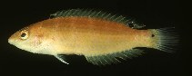 To FishBase images (<i>Suezichthys russelli</i>, Egypt, by Randall, J.E.)