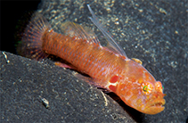 To FishBase images (<i>Sueviota tubicola</i>, Papua New Guinea, by Erdmann, M.V. & G.R. Allen)