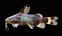 To FishBase images (<i>Synodontis acanthoperca</i>, Gabon, by Friel, J.P.)