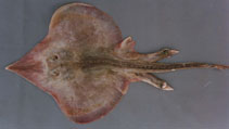 To FishBase images (<i>Sympterygia acuta</i>, Brazil, by Vianna, M.)