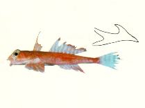 To FishBase images (<i>Synchiropus altivelis</i>, by CSIRO)