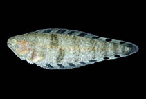To FishBase images (<i>Symphurus atramentatus</i>, Panama, by Allen, G.R.)