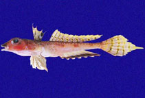 To FishBase images (<i>Synchiropus atrilabiatus</i>, Panama, by Robertson, R.)