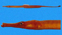 To FishBase images (<i>Syngnathus auliscus</i>, El Salvador, by Robertson, R.)
