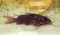Image of Synodontis batensoda (Upsidedown catfish)