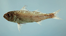 To FishBase images (<i>Synagrops bellus</i>, by NOAA\NMFS\Mississippi Laboratory)