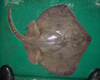 To FishBase images (<i>Sympterygia bonapartii</i>, Brazil, by Montealegre-Quijano, S.)