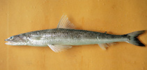 Image of Synodus bondi (Sharpnose lizardfish)