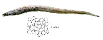 To FishBase images (<i>Synaphobranchus brevidorsalis</i>, Suriname, by JAMARC)