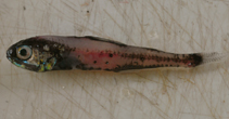 To FishBase images (<i>Symbolophorus californiensis</i>, USA, by Van Noord, J.E.)