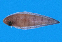 To FishBase images (<i>Symphurus chabanaudi</i>, Panama, by Robertson, R.)