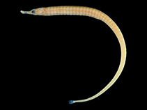 To FishBase images (<i>Syngnathus chihiroe</i>, Japan, by Matsunuma, M.)