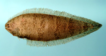 To FishBase images (<i>Symphurus civitatium</i>, by NOAA\NMFS\Mississippi Laboratory)