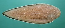 To FishBase images (<i>Synaptura commersoniana</i>, India, by Randall, J.E.)
