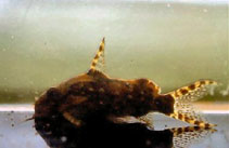 To FishBase images (<i>Synodontis contractus</i>, by James, A.)