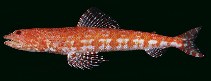 Image of Synodus isolatus (Rapanui lizardfish)