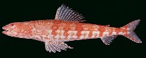 To FishBase images (<i>Synodus doaki</i>, Australia, by Randall, J.E.)
