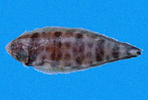 To FishBase images (<i>Symphurus fasciolaris</i>, Panama, by Robertson, R.)