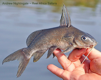 To FishBase images (<i>Synodontis frontosus</i>, Uganda, by Nightingale, A.)