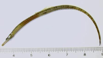 Image of Syngnathus fuscus (Northern pipefish)
