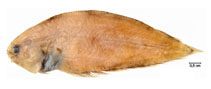To FishBase images (<i>Symphurus ginsburgi</i>, Brazil, by Fischer, L.G.)