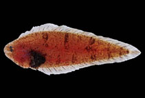 To FishBase images (<i>Symphurus gorgonae</i>, Panama, by Robertson, R.)